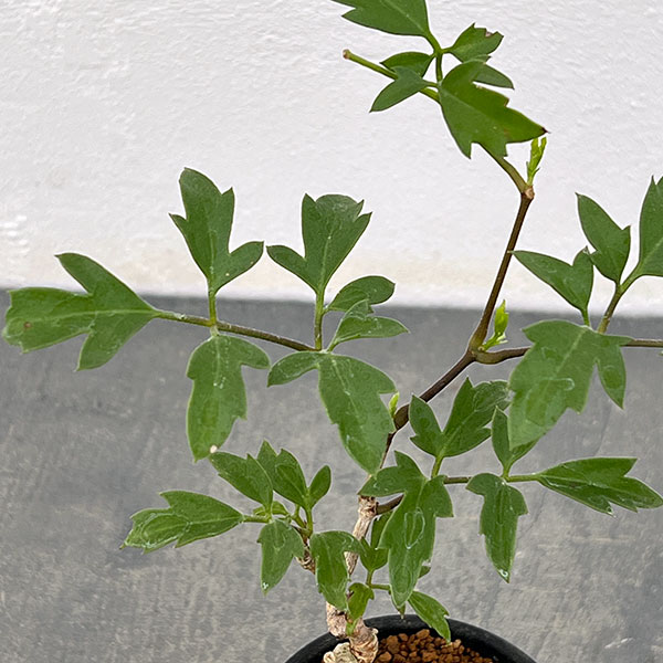 キフォステンマ :ロゼイングランデュローサム 2.5号鉢植え