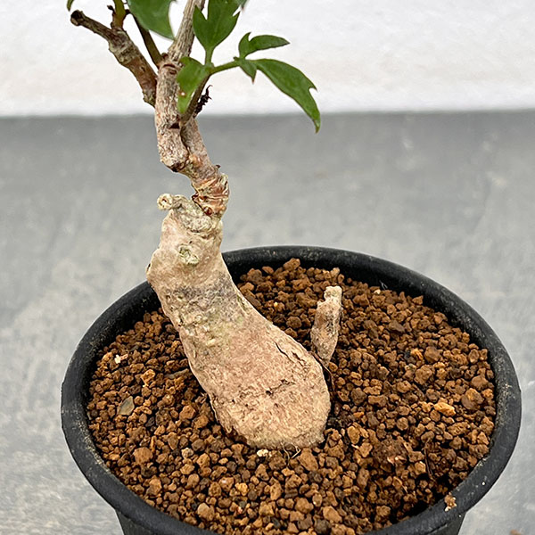キフォステンマ :ロゼイングランデュローサム 2.5号鉢植え