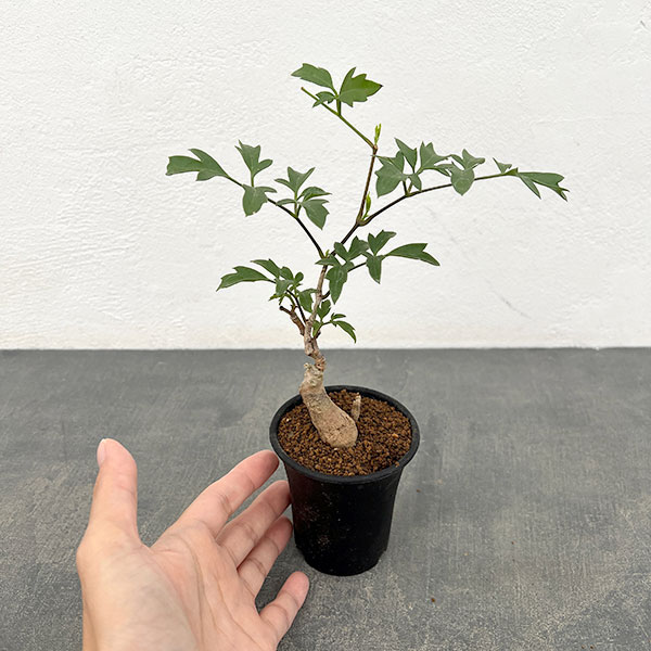 キフォステンマ :ロゼイングランデュローサム 2.5号鉢植え