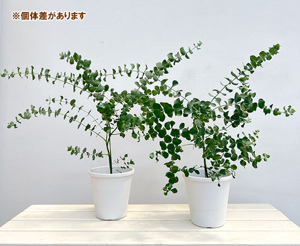 ユーカリ:シネレア(銀丸葉)5-5.5号鉢植え