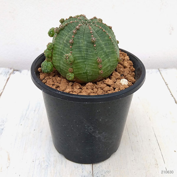 ユーフォルビア・オベサ シンメトリカ 3号鉢植え の通販 | 園芸