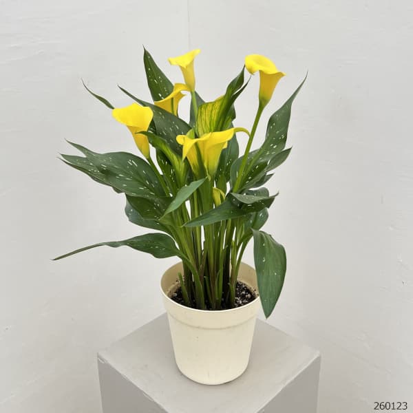 カラー：イエロー（キャプテンソロなど）5号鉢植え