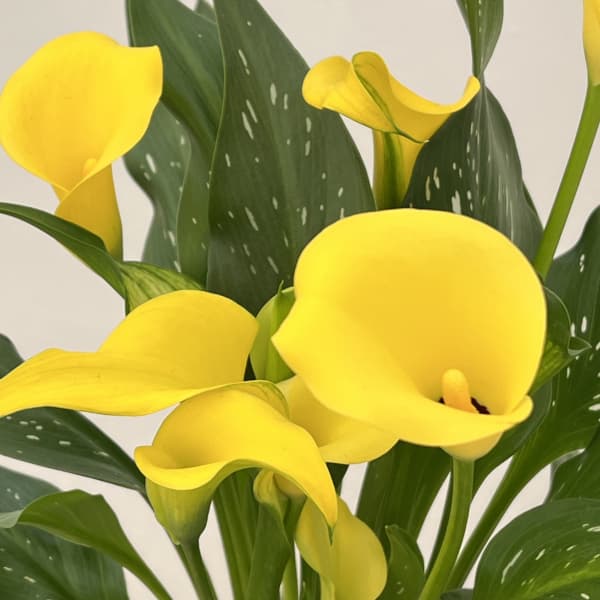 カラー：イエロー（キャプテンソロなど）5号鉢植え