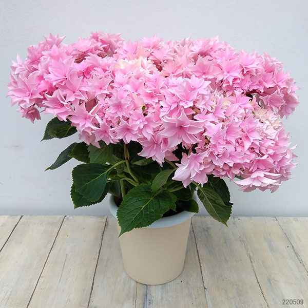 アジサイ：和（なごみ）ピンク 5号鉢植え*