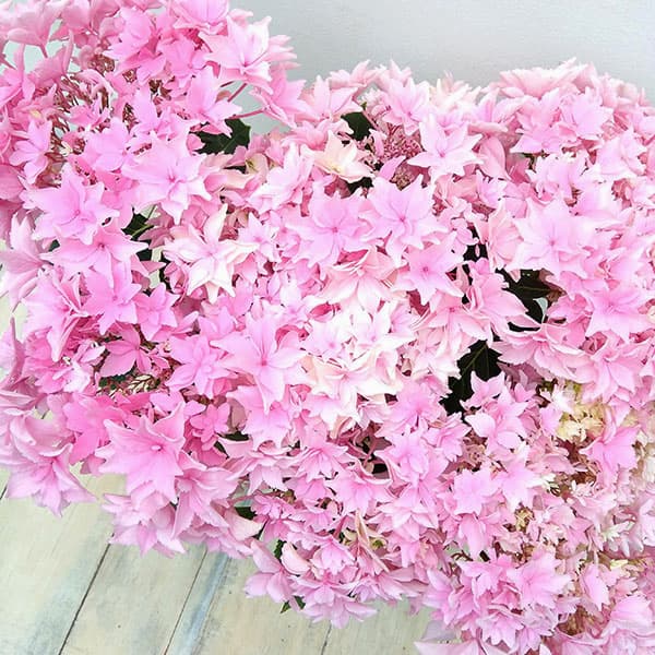 アジサイ：和（なごみ）ピンク 5号鉢植え*