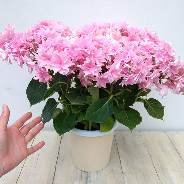 アジサイ：和（なごみ）ピンク 5号鉢植え*