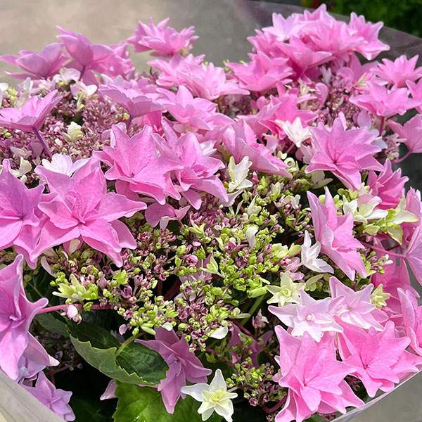 アジサイ：和（なごみ）ピンク 5号鉢植え*