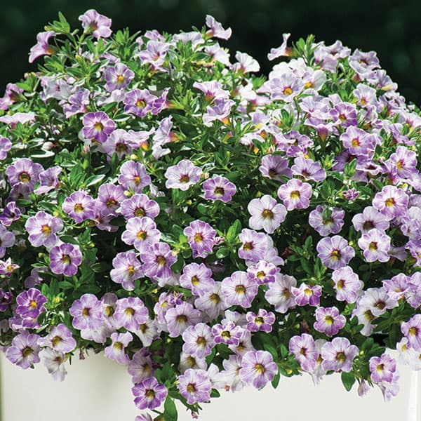 [26年4月下旬予約]カリブラコア：カメレオン　ラベンダーソルベ3.5号ポット