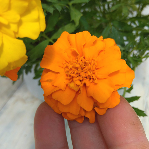 マリーゴールド ：スーパーヒーロー オレンジ3号ポット