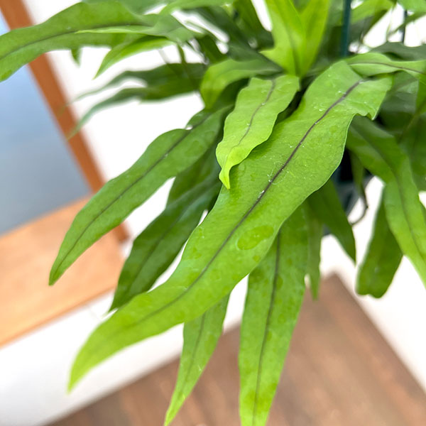 カンガルーファン(ミクロソリウム・ディベルシフォリウム)5号吊鉢植え