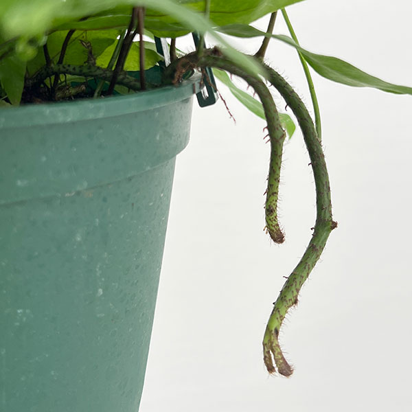 カンガルーファン(ミクロソリウム・ディベルシフォリウム)5号吊鉢植え