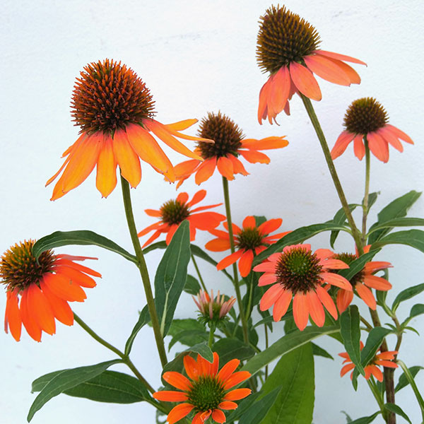 エキナセア苗4品種 imgrc0107603798.jpg