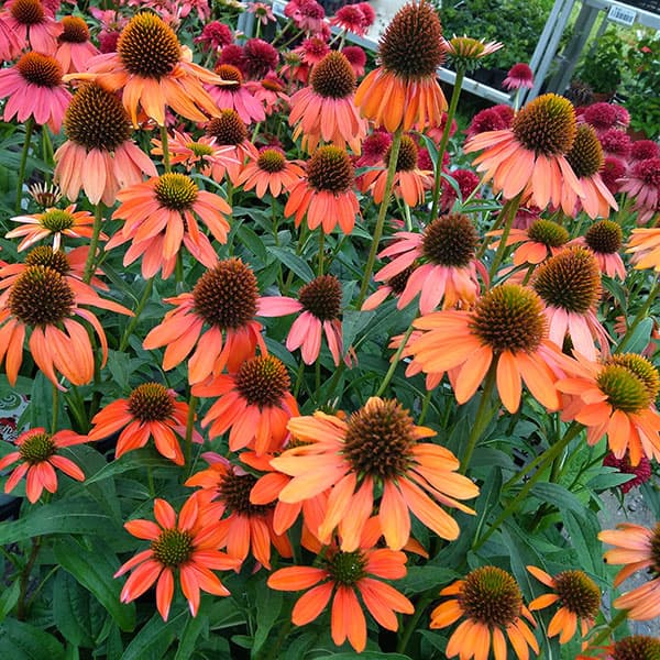 園芸ネット本店｜エキナセア：アルチザン ソフトオレンジ4号ポット の