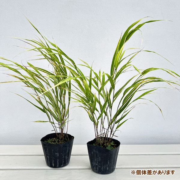 フウチソウ：白縞斑風知草3号ポット