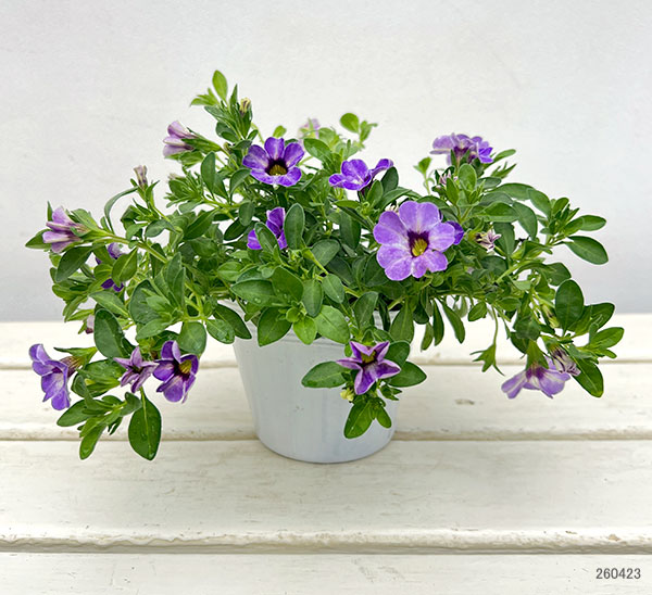 カリブラコア：カメレオン　フローズンアイス3.5号ポット