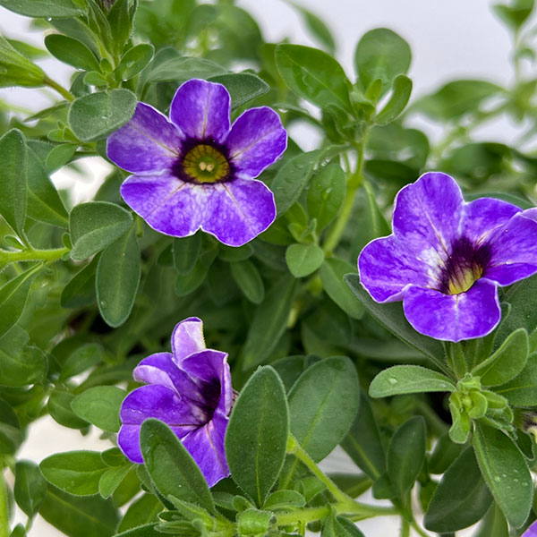 カリブラコア：カメレオン　フローズンアイス3.5号ポット