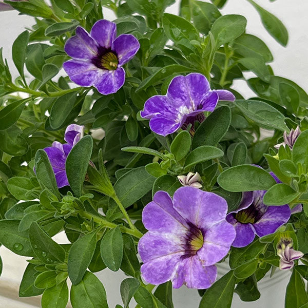 カリブラコア：カメレオン　フローズンアイス3.5号ポット