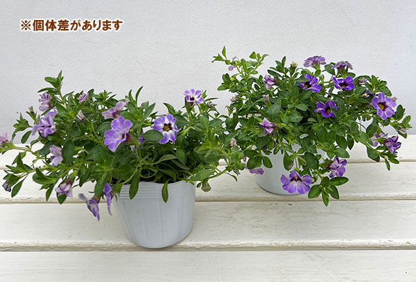 カリブラコア：カメレオン　フローズンアイス3.5号ポット