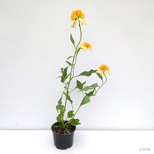 エキナセア（八重咲き）：エキセントリックイエロー3.5-4号ポット