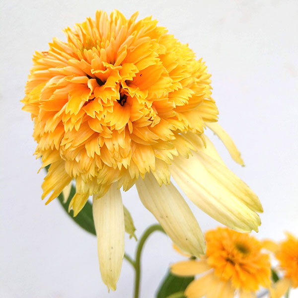 エキナセア（八重咲き）：エキセントリックイエロー3.5-4号ポット