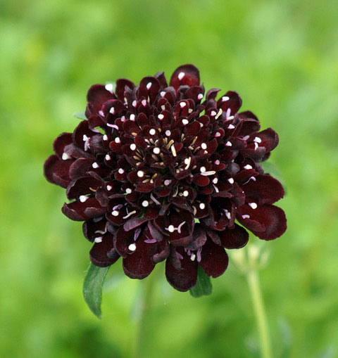 スカビオサ：エースオブスペード3.5号ポット*