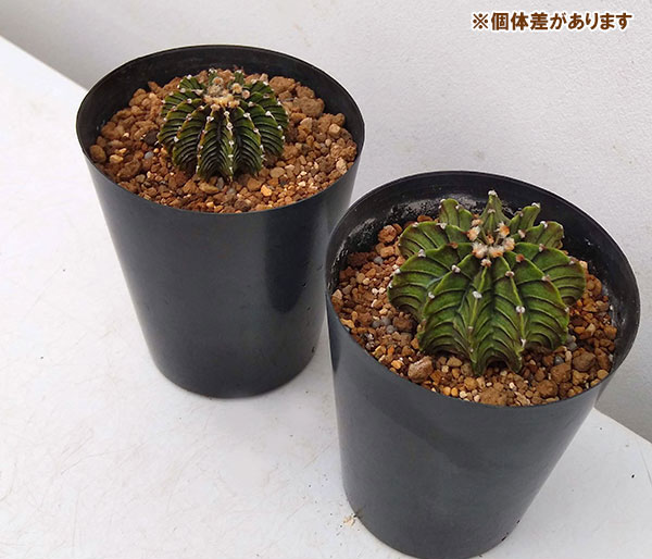 園芸ネット本店｜まんまる多肉植物3点セット（兜丸・ギムノカリキウム