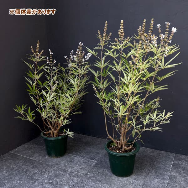 西洋ニンジンボク:白花6号ポット