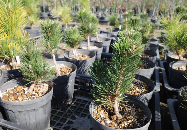 マツ（松）：黒松 寿（クロマツ コトブキ）6号硬質ポット