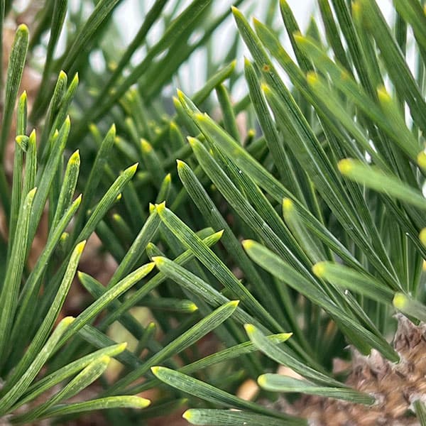 マツ（松）：黒松 寿（クロマツ コトブキ）6号硬質ポット