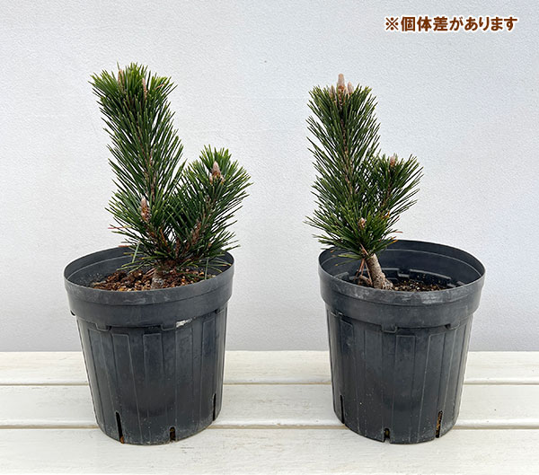 マツ（松）：黒松 寿（クロマツ コトブキ）6号硬質ポット