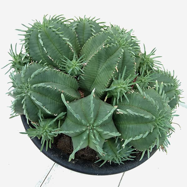 ユーフォルビア カメレオンヘルメット　5号鉢植え