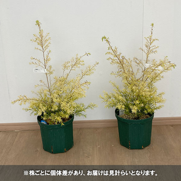 [26年9月中下旬予約]メラレウカ（メラウニカ）：レボリューションゴールド6号鉢植え