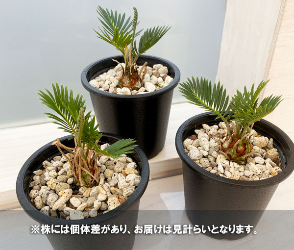 特殊交配 金冠 斑入ソテツ 奄美大島産蘇鉄 4号鉢