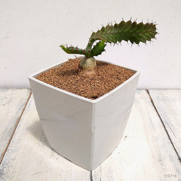 さぼてんみたいでサボテンじゃない:ユーフォルビア・飛竜　3.5号鉢植え