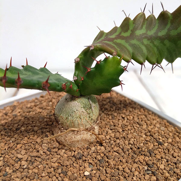 さぼてんみたいでサボテンじゃない:ユーフォルビア・飛竜　3.5号鉢植え