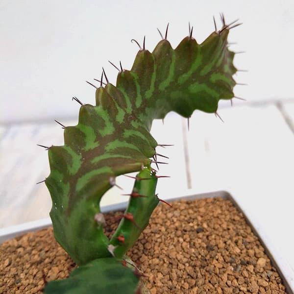 さぼてんみたいでサボテンじゃない:ユーフォルビア・飛竜　3.5号鉢植え