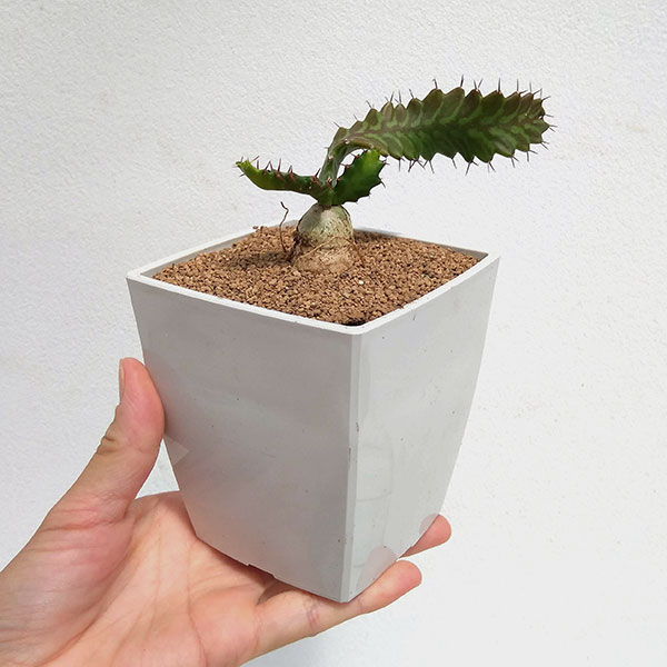 さぼてんみたいでサボテンじゃない:ユーフォルビア・飛竜　3.5号鉢植え
