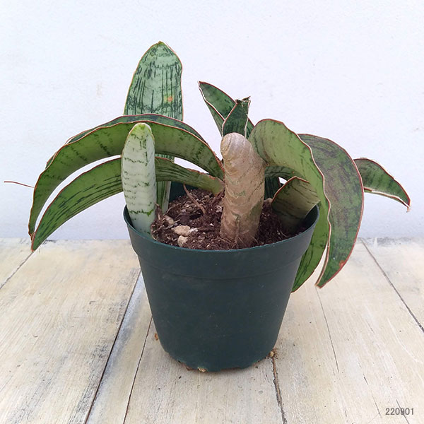 園芸ネット本店｜サンセベリア：クレオパトラ 3号22-02 の通販【公式】