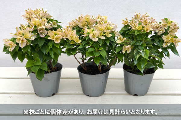 ブーゲンビレア：こなつ・白花(クリーム色）　3号ポット