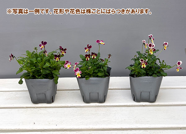 ビオラ：ファンシーレッドラビット3.5号ポット