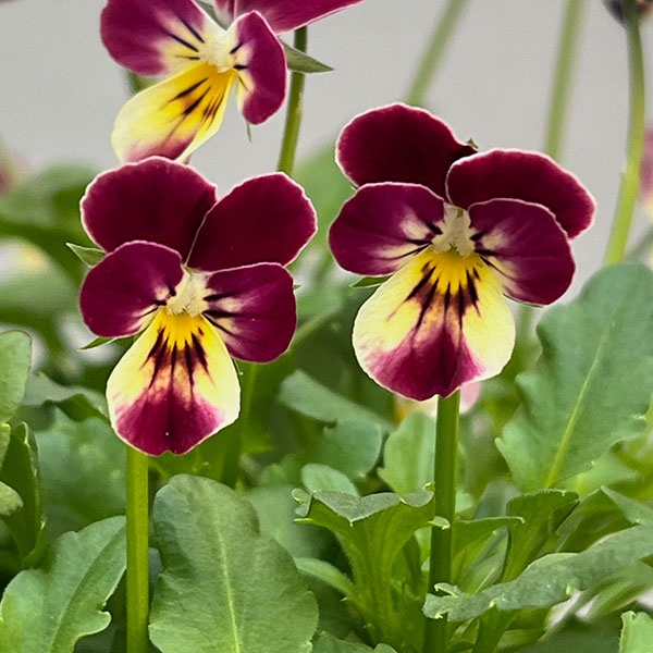 ビオラ：ファンシーレッドラビット3.5号ポット