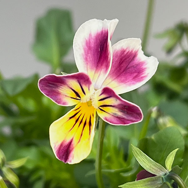 ビオラ：ファンシーレッドラビット3.5号ポット