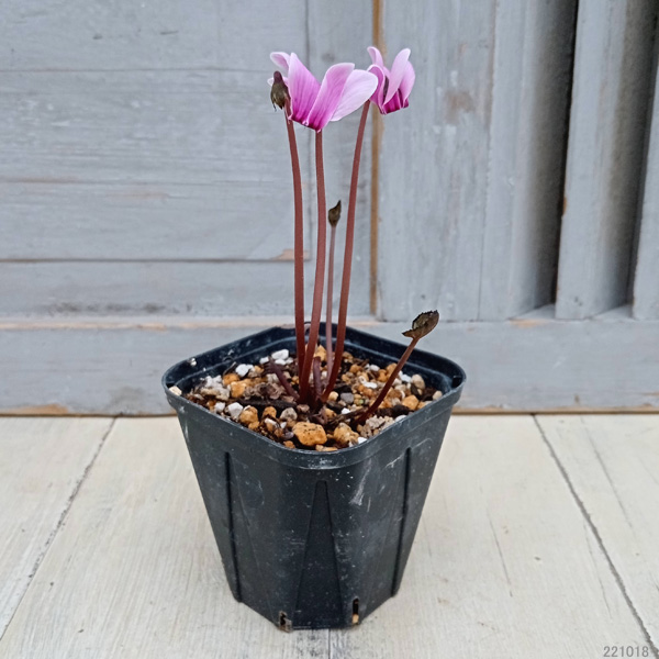 シクラメン（原種）：グラエカム3号ポット の通販 | 園芸ネット