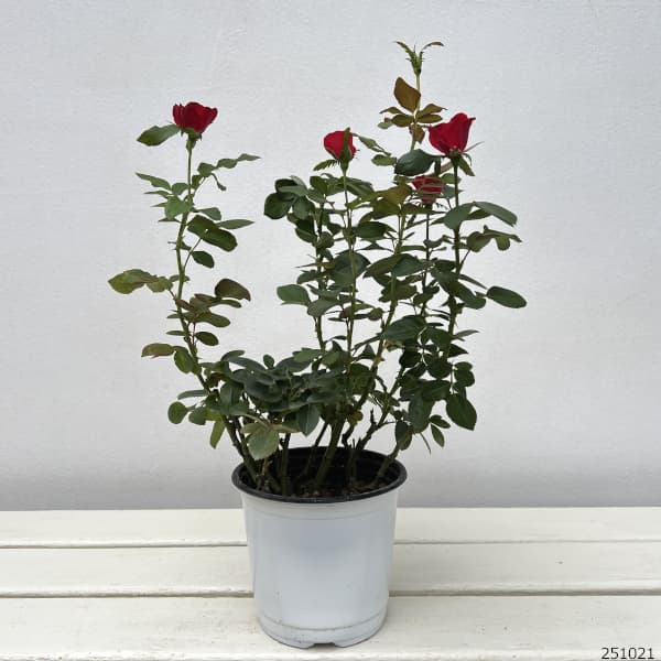 ミニバラ:ゼプティ4号ポット