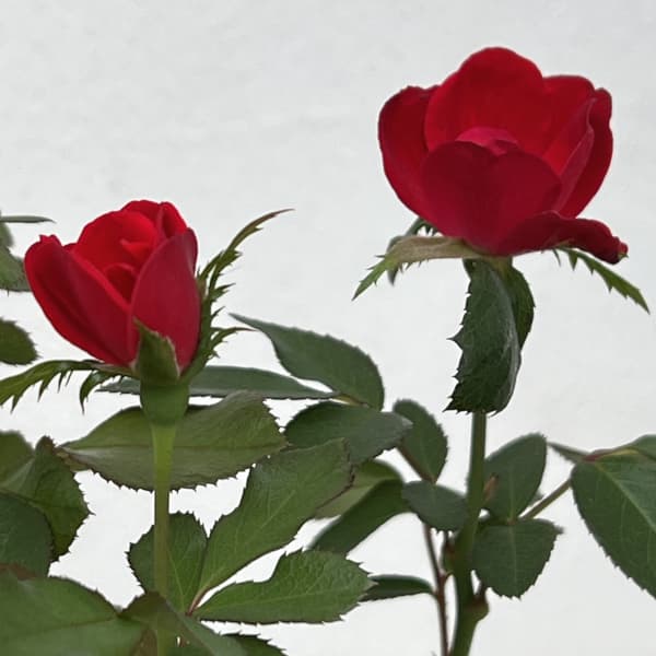 ミニバラ:ゼプティ4号ポット