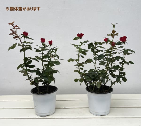 ミニバラ:ゼプティ4号ポット