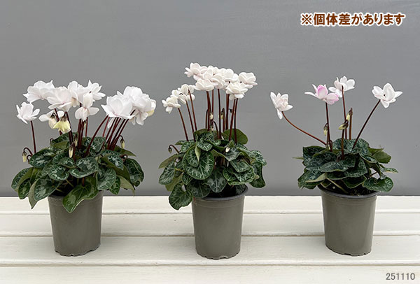 園芸ネット本店｜シクラメン：フェアリーピコ・ポーラー3号ロング