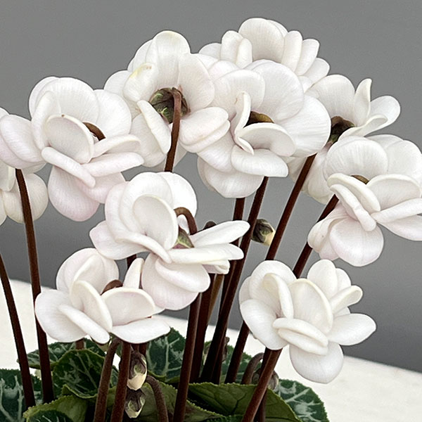 シクラメン　フェアリーピコ　３寸ポット苗 専用です。 シクラメン フェアリーピコ 3寸ポット苗 専用です。 シクラメン