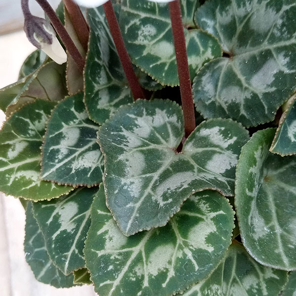 シクラメン:フェアリーピコ・ポーラー3号ロングポット