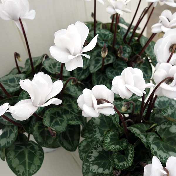 シクラメン:フェアリーピコ・ポーラー3号ロングポット